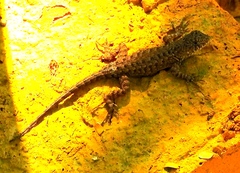 Sceloporus nelsoni