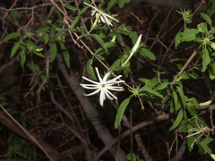 Jasminum stenolobum image