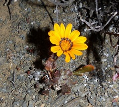 Gazania heterochaeta
