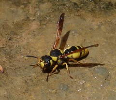 Aethiopicodynerus