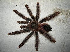 Avicularia rufa