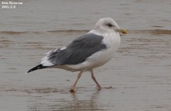 Larus fuscus heuglini