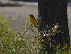 Crithagra flaviventris