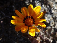 Gazania heterochaeta