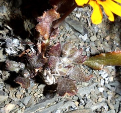 Gazania heterochaeta