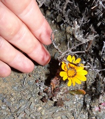 Gazania heterochaeta