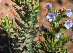 Lobostemon marlothii