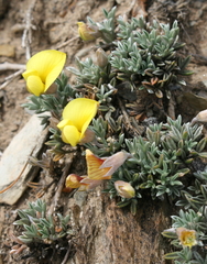 Lotononis dahlgrenii