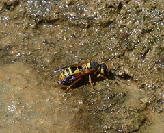 Aethiopicodynerus