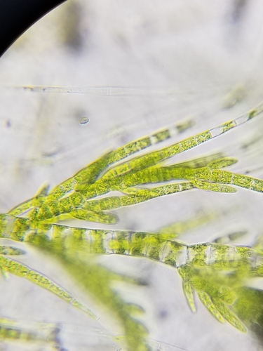 Draparnaldia mutabilis observed 2023-04-18
