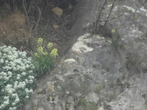 Erysimum nevadense