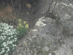 Erysimum nevadense
