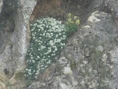 Hormathophylla saxigena, photograph Thomas Koffel, CC BY, iNaturalist via GBIF