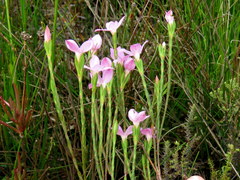 Lachnaea uniflora