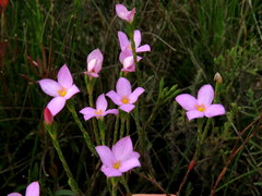 Lachnaea uniflora