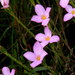 Lachnaea uniflora - Photo (c) Gigi Laidler, algunos derechos reservados (CC BY-NC), subido por Gigi Laidler
