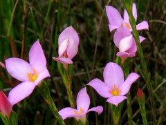 Lachnaea uniflora