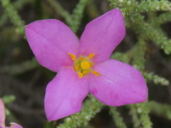 Lachnaea uniflora
