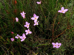 Lachnaea uniflora