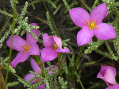 Lachnaea uniflora