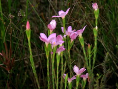 Lachnaea uniflora