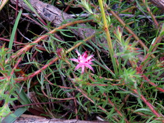 Diastella proteoides