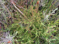 Diastella proteoides