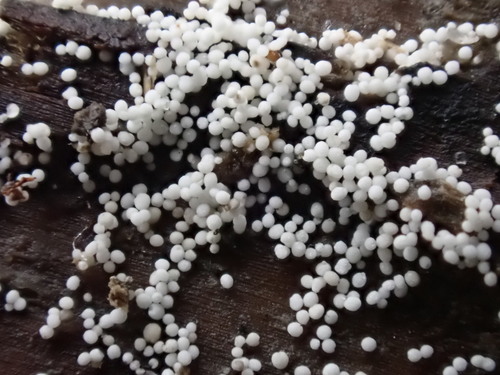 Bulbillomyces farinosus (Bres.) Jülich