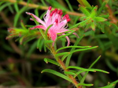 Diastella proteoides