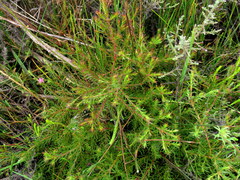 Diastella proteoides