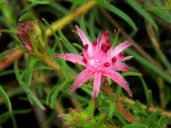 Diastella proteoides