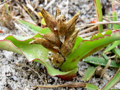 Lachenalia reflexa