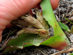 Lachenalia reflexa