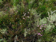 Lachnaea uniflora