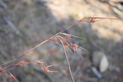 Themeda triandra