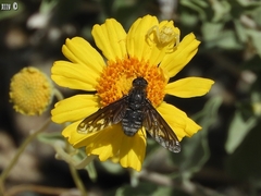 Thyridanthrax melanopterus