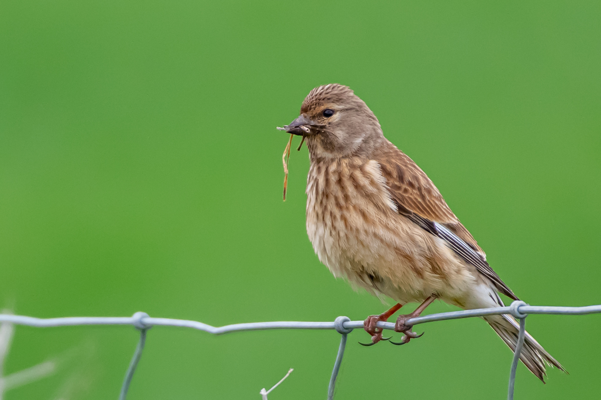 Common Linnet (Linaria cannabina)