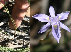 Moraea bipartita