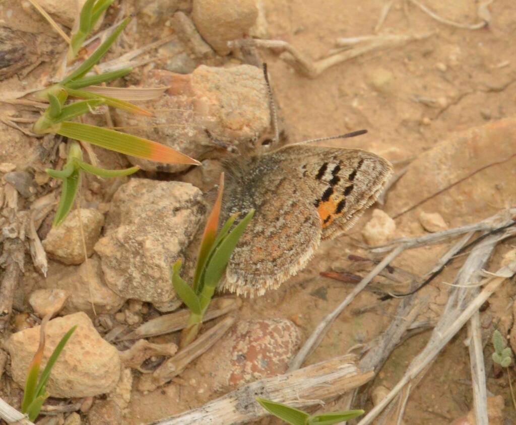 Moroccan Hairstreak