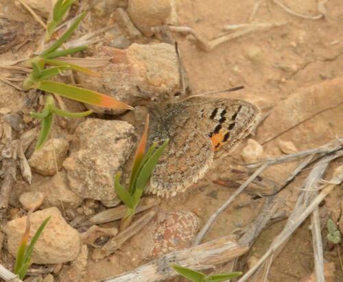 Moroccan Hairstreak