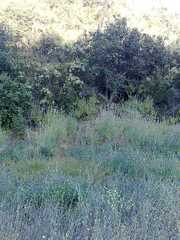 Adenostoma fasciculatum