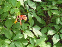 Lonicera sempervirens sempervirens