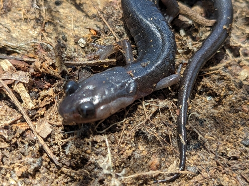 Southern Gray-cheeked Salamander