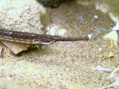 Darkflank Pipefish photo 2