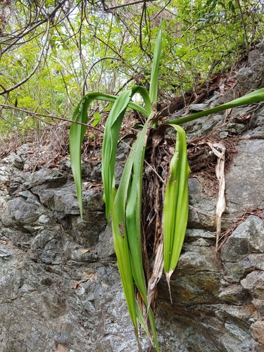 Furcraea tuberosa