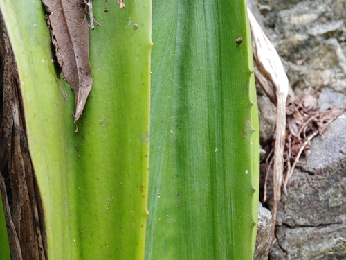 Furcraea tuberosa