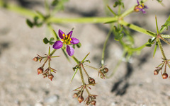 Fagonia pachyacantha