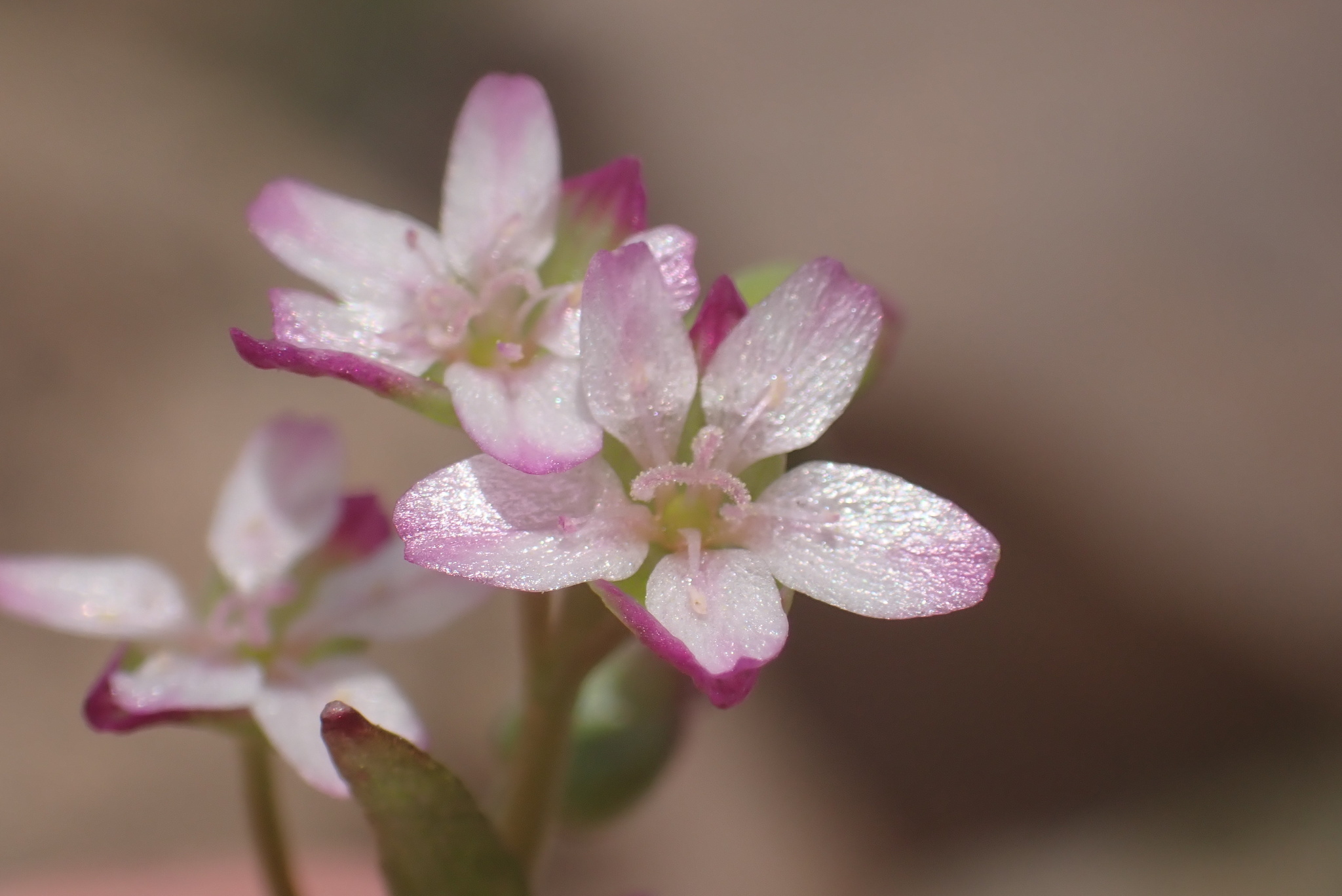 Claytonia parviflora ssp. viridis