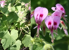 Pelargonium papilionaceum