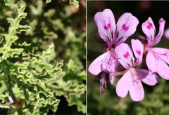 Pelargonium quercifolium